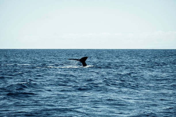 istock Sleek Elegance: Humpback Whale's Black Fluke Glides Beneath the Waves 2103414958
