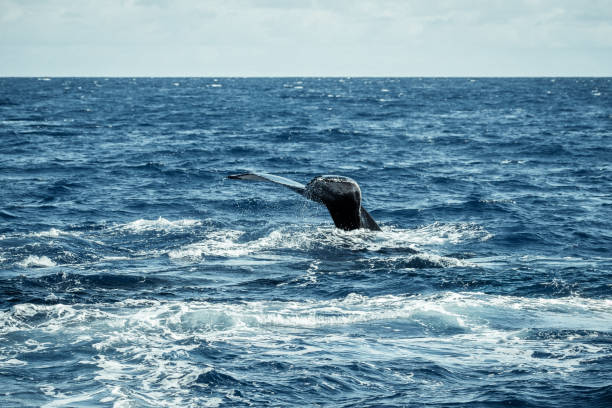 istock Sleek Elegance: Humpback Whale's Black Fluke Glides Beneath the Waves 2103415466
