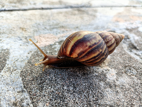 Closed up of snail walking on concrete