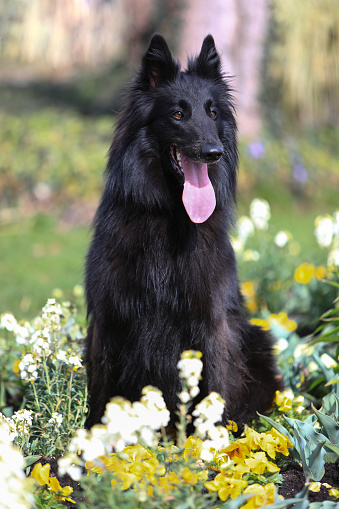 Portrait of a beautiful black Groenendael belgian Shepherd dog posing in a sunny spring environment with flowers.