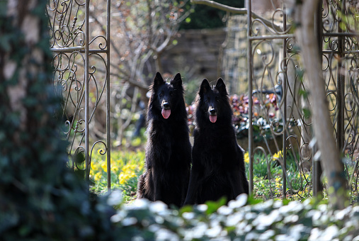 Portrait of two beautiful black Groenendael belgian Shepherd dogs posing in a sunny spring environment with flowers.