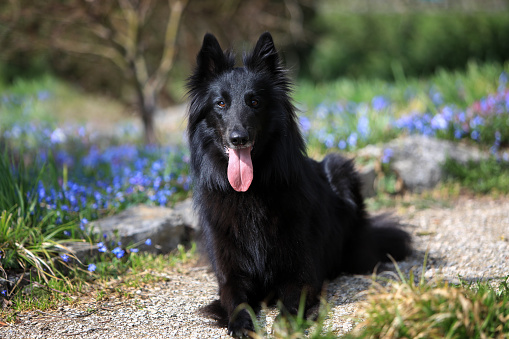 Portrait of a beautiful black Groenendael belgian Shepherd dog posing in a sunny spring environment with flowers.