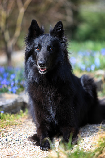 Portrait of a beautiful black Groenendael belgian Shepherd dog posing in a sunny spring environment with flowers.