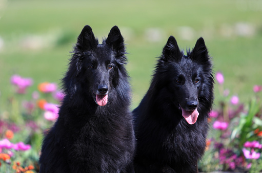 Portrait of two beautiful black Groenendael belgian Shepherd dogs posing in a sunny spring environment with flowers.