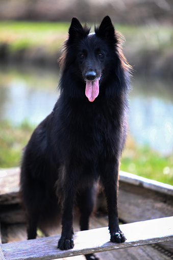 Portrait of a beautiful black Groenendael belgian Shepherd dog posing in a sunny spring environment with flowers.