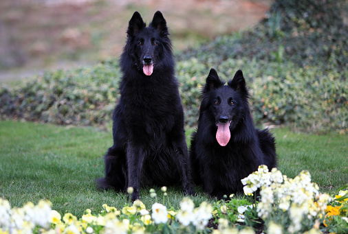 Portrait of two beautiful black Groenendael belgian Shepherd dogs posing in a sunny spring environment with flowers.