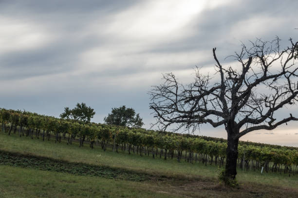 single old gnarlic tree standing on a hill with lot of grape vines with gray sky