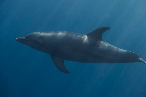 istock single playful dolphin in deep blue water with sunrays during diving 2103439239