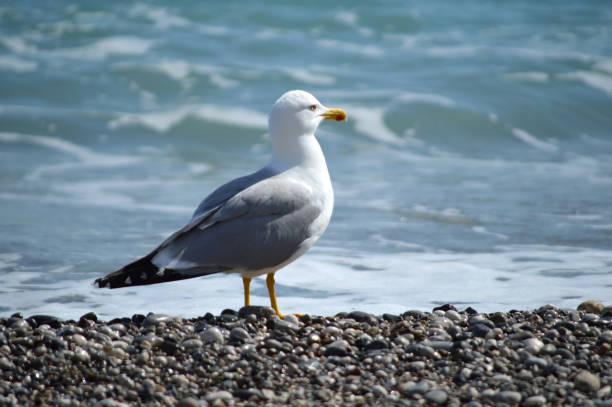 istock Closeup of a sea gull 2103439528