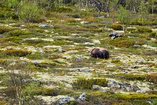 Muskox, Ovibos moschatus, standing in the subarctic tundra landscape of dovrefjell in the highlands of Norway