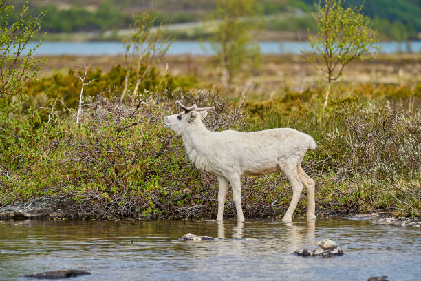 istock European Reindeer, Rangifer tarandus, also Caribou. 2103466051