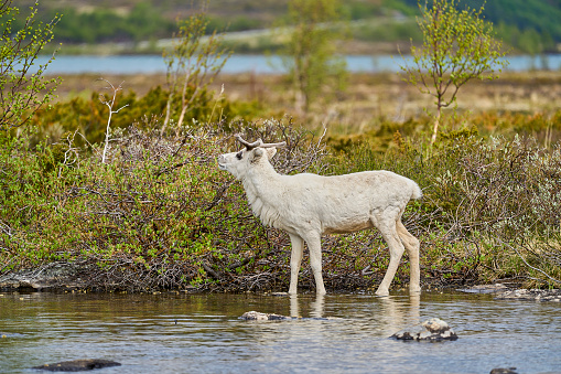 European Reindeer, Rangifer tarandus, also Caribou, standing in the tundra and browsing in highlands of Norway, Scandinavia