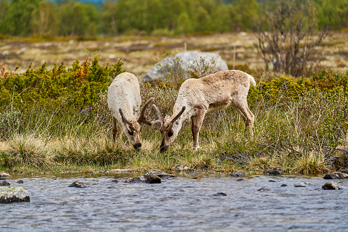 European Reindeer, Rangifer tarandus, also Caribou, standing in the tundra and browsing in highlands of Norway, Scandinavia