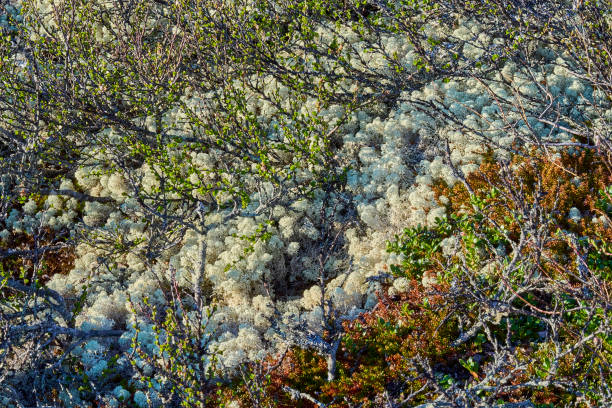 typical vegetation such as lichens and moss in the landscape of cold harsh tundra in Dovrefjell Sunndalsfjella national park.