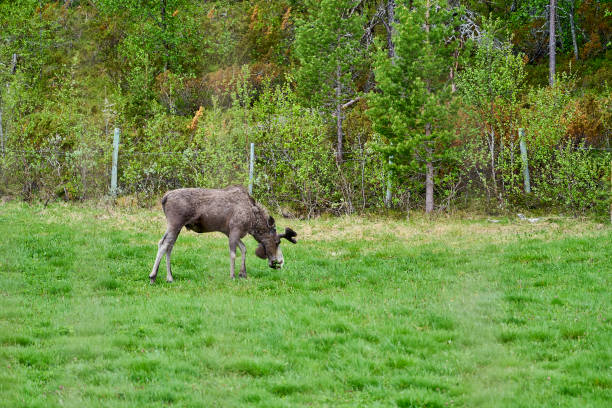 istock Scandinavian Moose with antlers standing on a meadow 2103466565