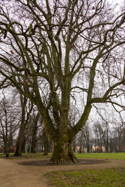 tree in the public park on a sunset nature photo