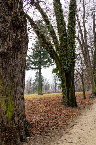 This photograph captures the serene ambiance of Łańcut Park during winter, on a grey day devoid of snow. The leafless trees and muted colors create a tranquil atmosphere, accentuating the park's natural beauty even in the absence of snow. Despite the overcast sky, the park retains its charm, offering a peaceful escape for visitors seeking solace amidst nature's quiet embrace.