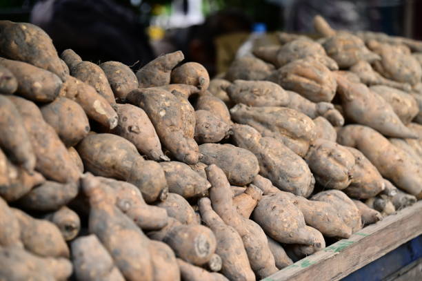 istock Taiwanese Sweet Potato: A Staple Crop with Diverse Culinary Uses 2103494601