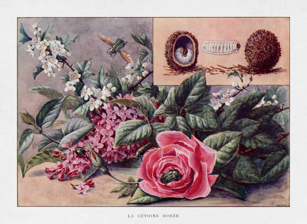 The green rose chafer Engraving based on the watercolor by Paul Méry representing the green rose chafer (Cétoine dorée). rose chafer cetonia aurata stock illustrations