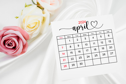 April 2024 calendar page and rose flower on white satin textile background.