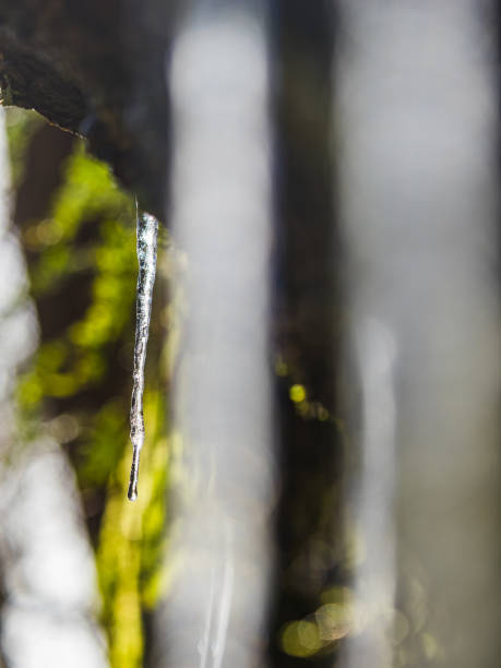 Icicle Hanging Under a Cliff with Green Moss at Rapenskårs Nature reserve, Sweden.