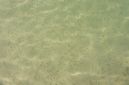 Clear surface Shoal of fish in seawater, small fish on the surface of the sea water.Many sea fishes top view.