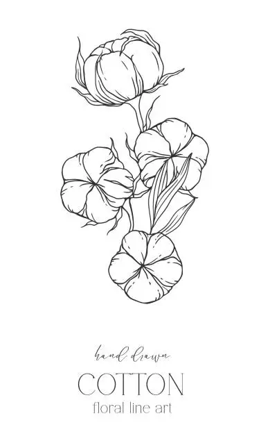 Vector illustration of Hand Drawn Cotton Flowers Line Art Illustration. Cotton Balls isolated on white. Floral Line Art. Cotton Plant Black and white illustration. Fine Line Cotton illustration.