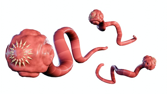 3D Rendering of isolated tapeworm. it is a flat, parasitic worm that lives in the intestines of an animal host