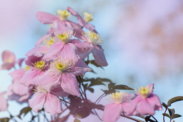 Pink clematis flower
