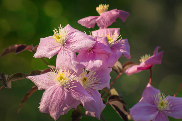 Pink clematis flower