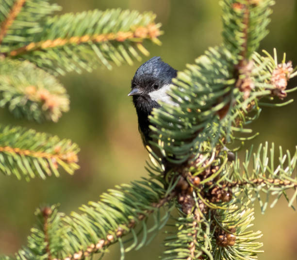istock Coal tit, Periparus ater. A little bird lurks behind a spruce branch 2103542002