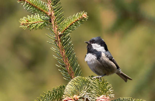 istock Coal tit, Periparus ater. A bird sits on a spruce branch on a blurred green background 2103542004