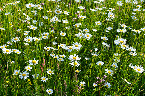 Many Marguerite on a meadow in green nature