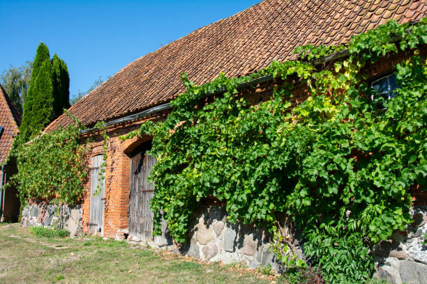 Old barn overgrown with green ivy