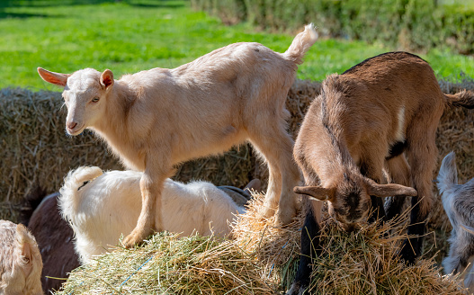 Young goats playing on hay bales