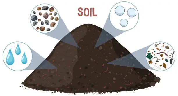 Vector illustration of Illustration showing various components of soil.