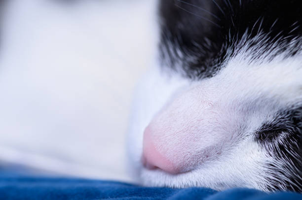 The muzzle of a sleeping cute cat close up
