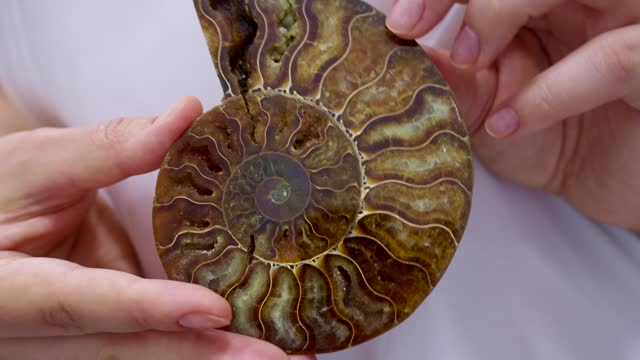 Brown spiral ammonite fossil mollusk in woman hands close up