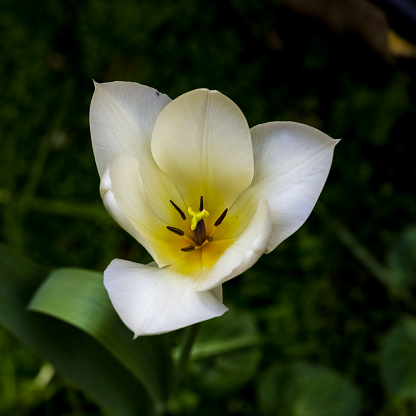 A yellow tulip, bright flower in spring, macro