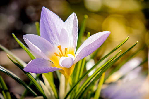 This captivating photo captures the essence of early spring with the appearance of delicate crocus flowers. The petals stand out against the awakening landscape, symbolizing the renewal of life after winter sleep. As the first harbingers of spring, crocuses bring hope and joy, heralding the arrival of warmer days. Witness the extraordinary transformation of nature as it blooms, welcoming the new season with an explosion of color and vitality.