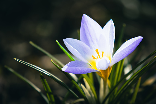 This captivating photo captures the essence of early spring with the appearance of delicate crocus flowers. The petals stand out against the awakening landscape, symbolizing the renewal of life after winter sleep. As the first harbingers of spring, crocuses bring hope and joy, heralding the arrival of warmer days. Witness the extraordinary transformation of nature as it blooms, welcoming the new season with an explosion of color and vitality.