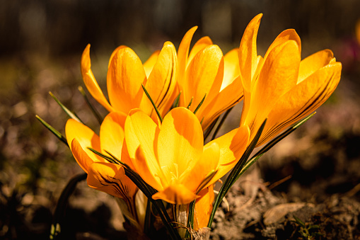 This captivating photo captures the essence of early spring with the appearance of delicate crocus flowers. Vivid  yellow petals stand out against the awakening landscape, symbolizing the renewal of life after winter sleep. As the first harbingers of spring, crocuses bring hope and joy, heralding the arrival of warmer days. Witness the extraordinary transformation of nature as it blooms, welcoming the new season with an explosion of color and vitality.