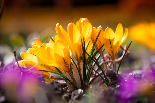 This captivating photo captures the essence of early spring with the appearance of delicate crocus flowers. Vivid yellow petals stand out against the awakening landscape, symbolizing the renewal of life after winter sleep. As the first harbingers of spring, crocuses bring hope and joy, heralding the arrival of warmer days. Witness the extraordinary transformation of nature as it blooms, welcoming the new season with an explosion of color and vitality.