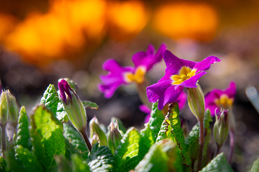 This captivating photograph captures the early essence of spring with the emergence of delicate purple primroses. These vibrant blooms, heralding the arrival of the new season, add splashes of color to the awakening landscape. Against the backdrop of nature's rejuvenation, these primroses symbolize hope, renewal, and the promise of warmer days to come. Embrace the beauty of nature's awakening as these resilient flowers announce the end of winter's slumber and the beginning of a new chapter.