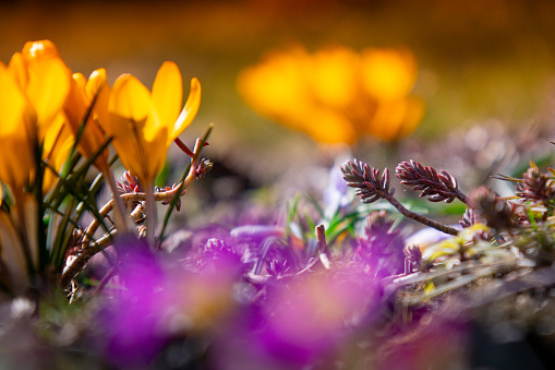 This captivating photo captures the essence of early spring with the appearance of delicate crocus flowers. Vivid yellow petals stand out against the awakening landscape, symbolizing the renewal of life after winter sleep. As the first harbingers of spring, crocuses bring hope and joy, heralding the arrival of warmer days. Witness the extraordinary transformation of nature as it blooms, welcoming the new season with an explosion of color and vitality.