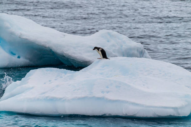 istock Adelie Penguins in Antarctica 2103611325