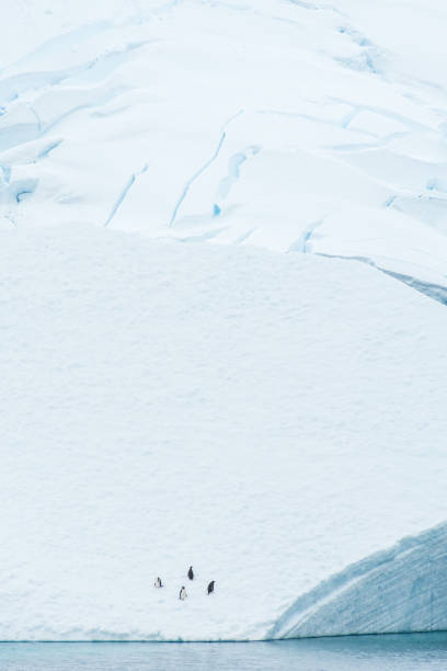 3D Render of a Topographic Bathymetry Map of the Antarctica. \nAll source data is in the public domain.\nColor texture: Made with Natural Earth. \nhttp://www.naturalearthdata.com/downloads/10m-raster-data/10m-cross-blend-hypso/\nRelief texture: ETOPO 2022 data courtesy of USGS. URL of source image:\nhttps://www.ncei.noaa.gov/products/etopo-global-relief-model\nWater texture lakes: Made with Natural Earth.\nhttps://www.naturalearthdata.com/downloads/10m-physical-vectors/\nWater texture: HIU World Water Body Limits: http://geonode.state.gov/layers/?limit=100&offset=0&title__icontains=World%20Water%20Body%20Limits%20Detailed%202017Mar30