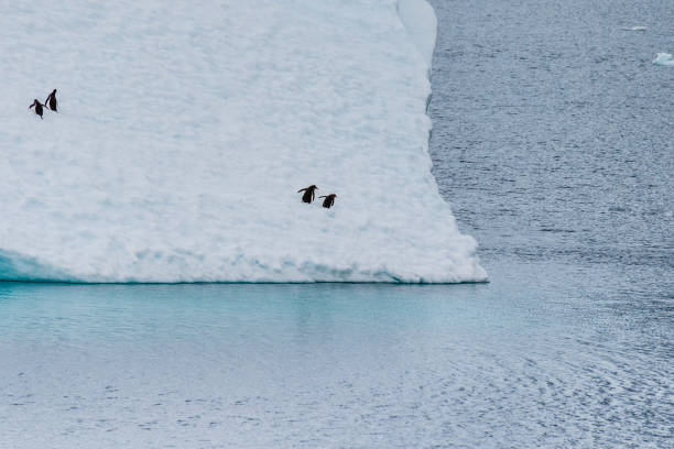 four gentoo penguins on an iceberg - exploration mountain ice jumping стоковые фото и изображения