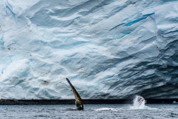 istock Lateral fin of a Humpback Whale 2103611344
