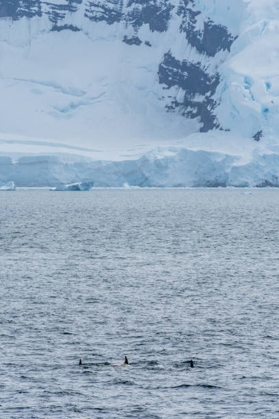 killer whales in the antarctic - exploration mountain ice jumping - fotografias e filmes do acervo